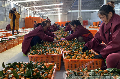 2019河池農(nóng)產(chǎn)品產(chǎn)銷對接活動簽約金額達7800萬元，農(nóng)產(chǎn)品產(chǎn)銷邁上新臺階